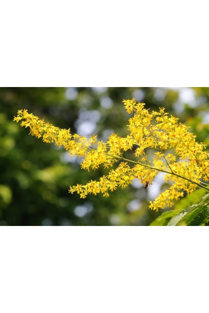 Кельрейтерія paniculata квіти